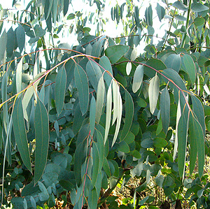 Eucalyptus Oil - Eucalyptus Geaveolens