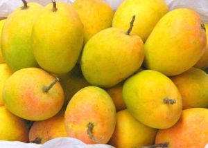 Organic Fresh Mango,fresh mango, for Shake, Juice etc., Grade : AA