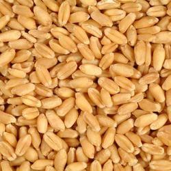 Wheat Seeds, Packaging Type : Customized