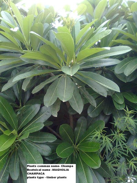 Champa Plants
