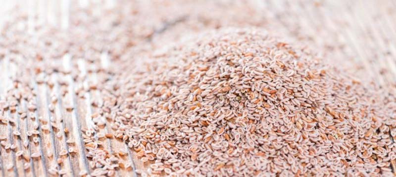 Organic Psyllium Seeds