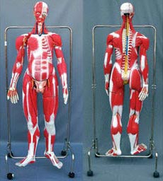 Anatomical Models