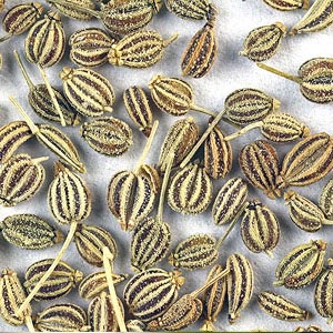 Ajwain Oil