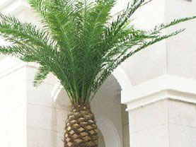 Camouflage Date Palm Tree