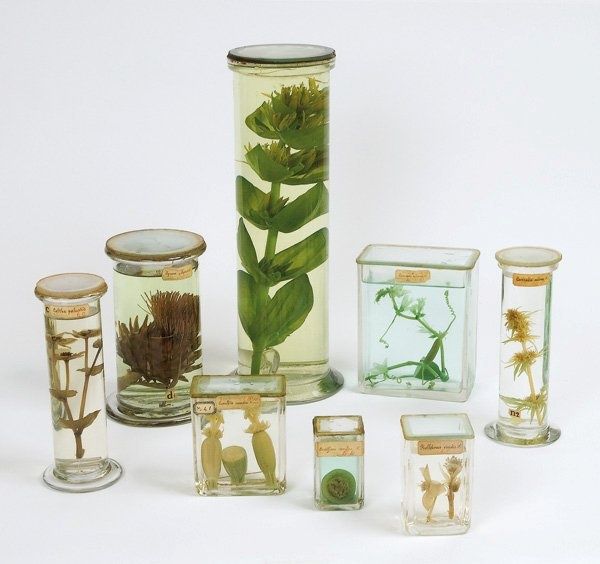 botanical specimens