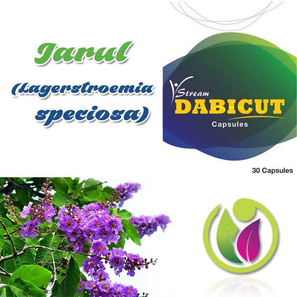 Jarul  (Lagerstroemia Speciosa)