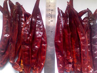 Shrih red chilli, for Food, Style : Dried