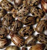 castor seeds