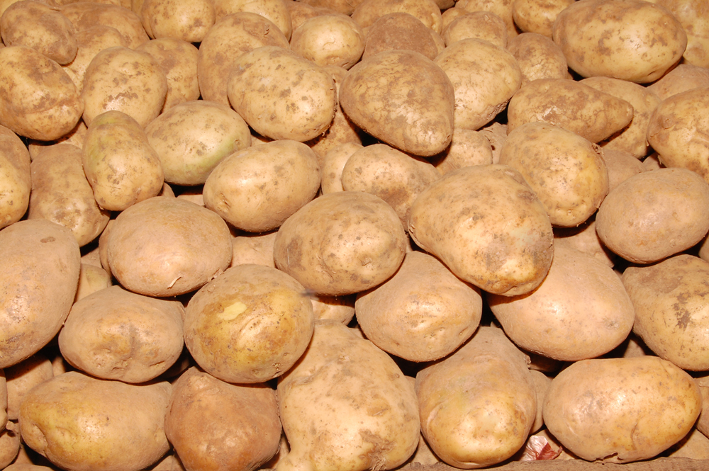 Fresh potato, Color : SANDY BROWN