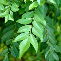 Organic Curry Leaves (Organic Sweet Neem Leaves)