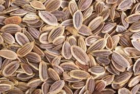 Organic Dill Seeds (Organic Anethum Graveolens)