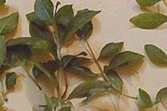 Organic Henna Leaves (Organic Lawsonia Inermis)