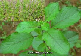 Organic Holy Basil Leaves (Organic Organic Ocimum Sanctum & Organic Ocimum Tenuiflorum)