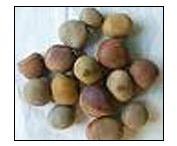 Sagargotta Seeds