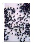 Satyanashi Seeds (Argemome Maxicana) at Best Price in Neemuch ...