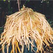 Shatavari Root, Asparagus Racemosus Roots