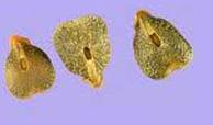 Sonamukhi Seeds (Cassia Angustifolia)