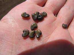 Sunn Hemp Seeds (Crotoleria Juncia)