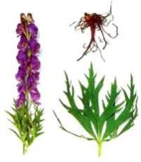 Aconitum Heterophyllum Plant