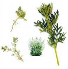 Artemisia Absinthium