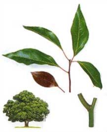 Green Kapoor Live Plant