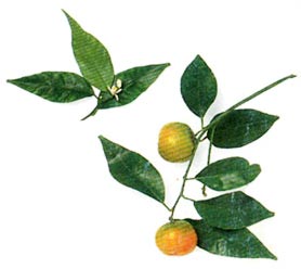 Citrus Reticulata