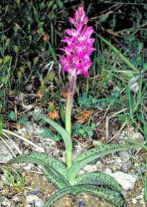 dactylorhiza hatagirea herb