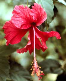 Hibiscus Rosa Sinensia