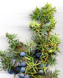 Green Juniperus Communis Plant