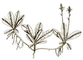Picrorrhiza kurroa