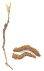 Rauvolfia Serpentina