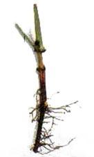 Rubia Cordifolia