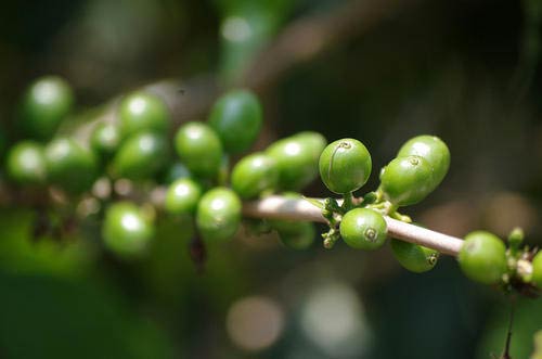 Green Coffee Extract