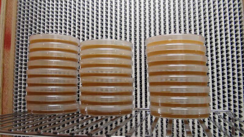 Borosilicate Glass Nutrient Agar Plates, for Chemical Laboratory, Industrial, Packaging Type : HDPE Bags