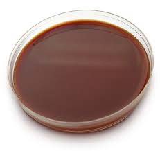 Sheep Chocolate Blood Agar Plates (14x1) CH007