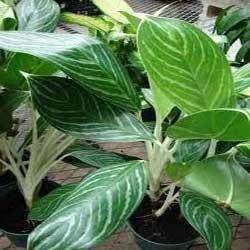 Agloanema Plant