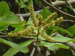 Arjun Tree Timber