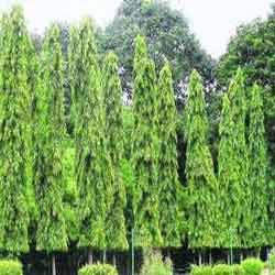 Ashoka Tree Timber