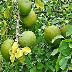 Bael Fruit Plant