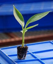 Banana Tissue Cultured Plants