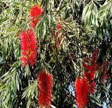 Bottle Brush Plant