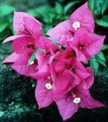 Bougainvillea Shrub