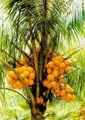 Chowghat Orange (Dwarf)
