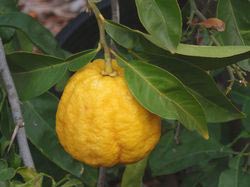 Citrus Auriantifolia Plant