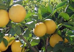 Citrus Lemon Plant