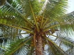 East Coast Tall-coconut Plants
