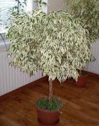 Ficus Benjamina Starlight Plant