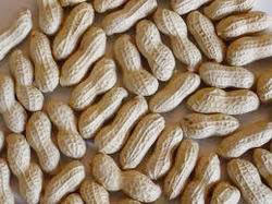 Ground Nut Oil Seeds