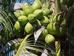 Malayan Green coconut Plants