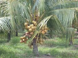 Malayan Yellow (dwarf)-coconut Plant